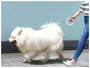 Поводок Xiaomi Moemaster UFO Retractable Leash 2 Plus, 3 м Серый Поводок Xiaomi Moemaster UFO Retractable Leash 2 Plus, 3 м Серый